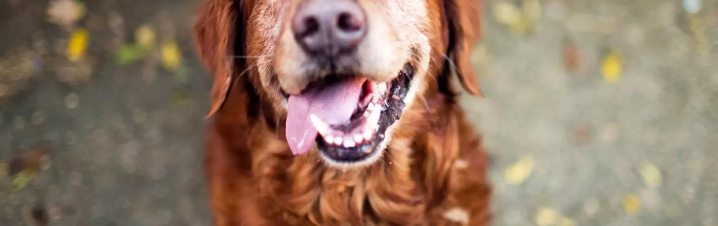 10 Best Tips for Ensuring Dog Wellness